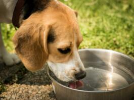 dog, drink, water
