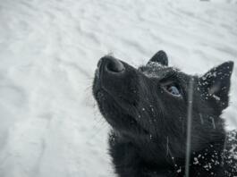 hd wallpaper, dog, schipperke