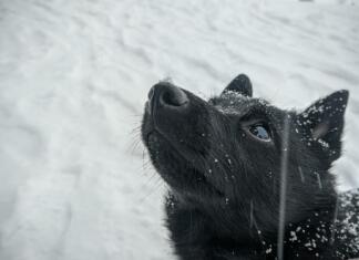 10 pasem za katere še nisi slišal hd wallpaper, dog, schipperke