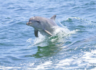 Delfini v slovenskem morju Dolphin jumping out of the water, Kangaroo Island, Australia