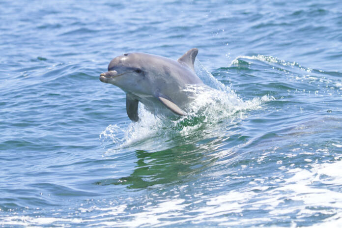 Dolphin jumping out of the water, Kangaroo Island, Australia