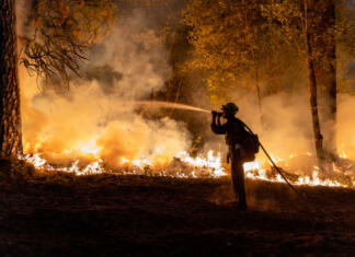 Kako pomagati pri požaru na Krasu? Slika je simbolična