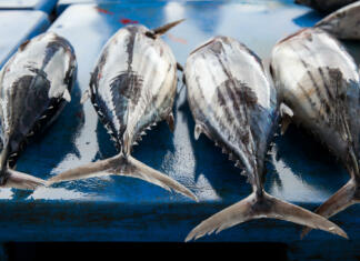 Tuna za 600.000 evrov Fresh raw tuna fish at the market - Beruwela, Sri Lanka