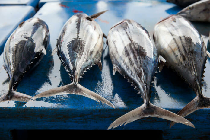 Fresh raw tuna fish at the market - Beruwela, Sri Lanka