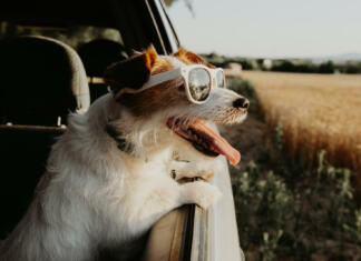 Sončna očala adidas Originals Jack russell dog looking out car window on summer. traveling with pets and road trip concept