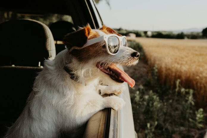 Jack russell dog looking out car window on summer. traveling with pets and road trip concept