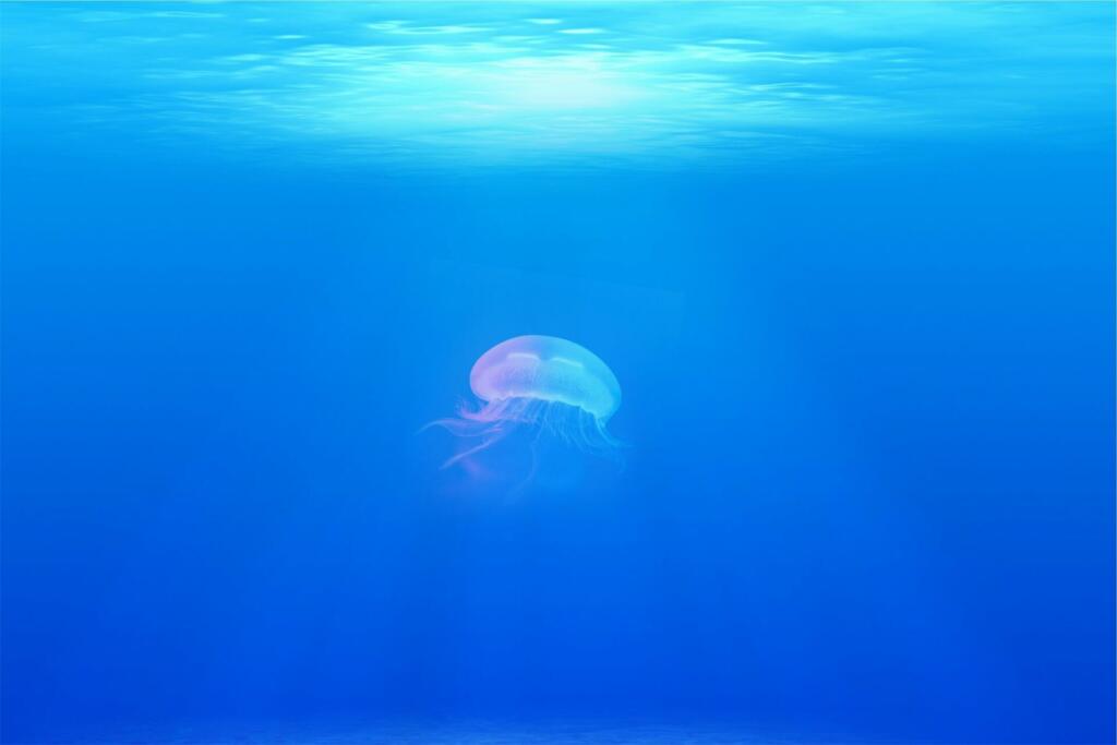 jellyfish, animal, underwater