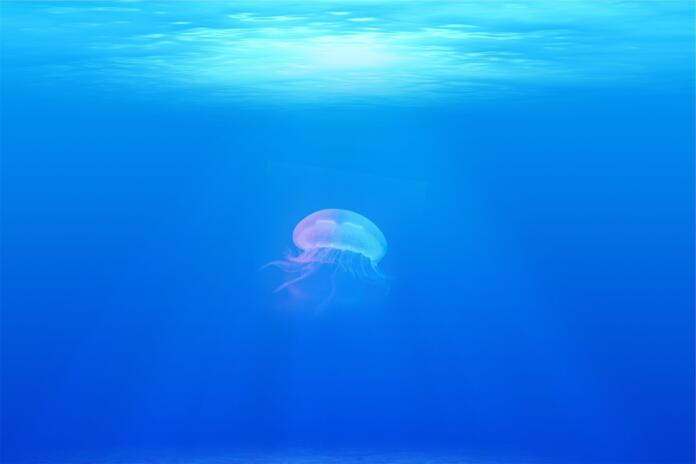 Meduza v morju