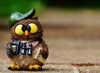 Kako dobičkonosno je opazovanje ptic owl, photographer, taking photos