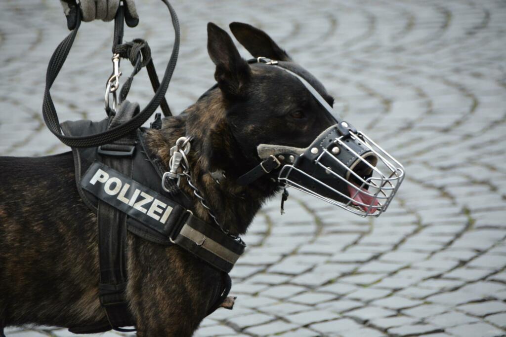 police, police dog, dog