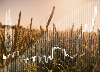 Komu bo uspel preboj na oder Škisove tržnice? Price growth chart against the background of wheat ears.