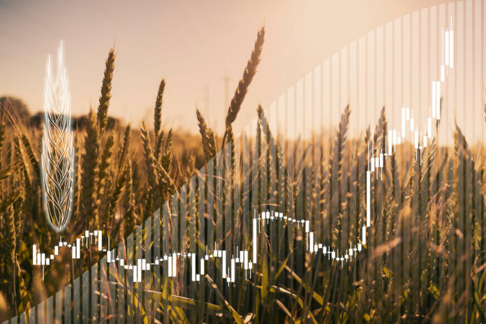 Price growth chart against the background of wheat ears.