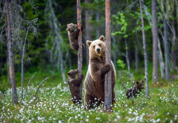She-bear and cubs. Brown bear cubs climbs a tree. Natural habitat. In Summer forest. Sceintific name: Ursus arctos.