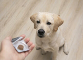 Opozorilo veterinarjev: Človeških zdravil ne dajajte živalim! vet giving pill to obedient dog. tick and flea prevention for dog.