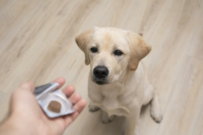 vet giving pill to obedient dog. tick and flea prevention for dog.