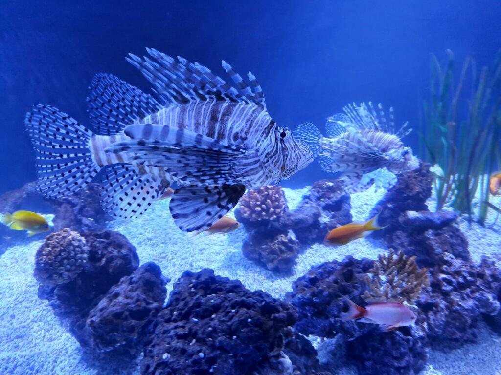 Dve veliki ribi v morskem akvariju