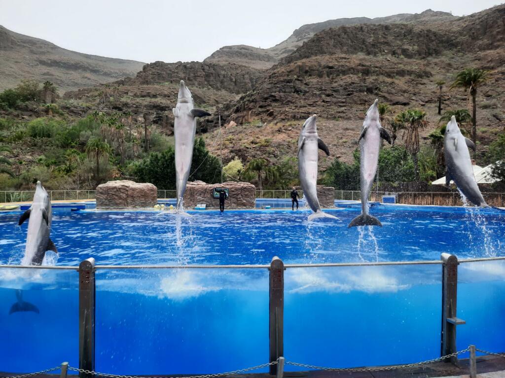 Pet delfinov je skočilo iz bazena