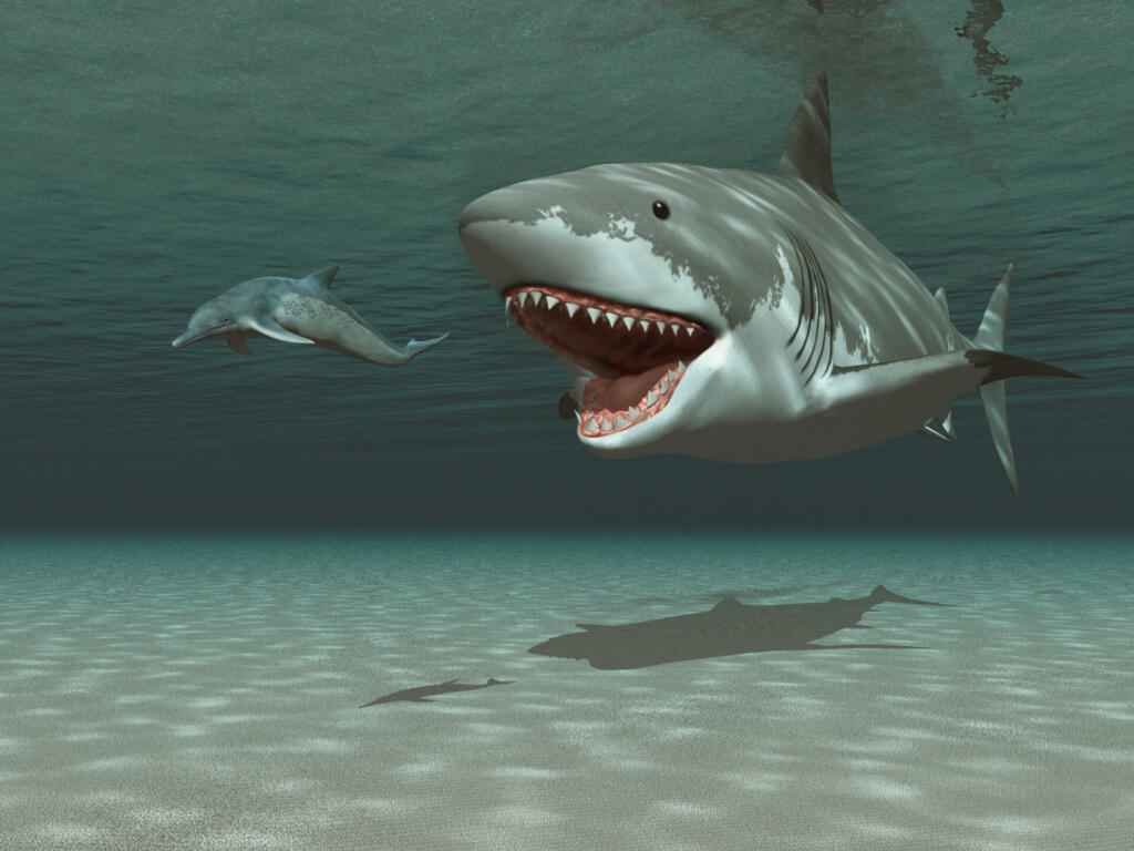 3d illustration of a megalodon chasing a kentriodon