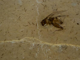 A cricket fosil in stone