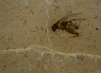 Znanstveniki identificirali novo fosilno žuželko A cricket fosil in stone