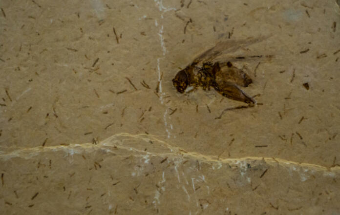 A cricket fosil in stone