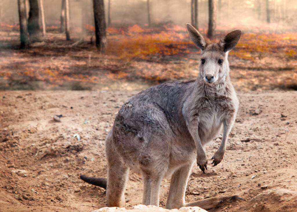 Baby kangaroo saved from de fire disaster australia 2020