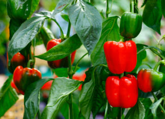 Povej staršem! Nabiranje regrata jih lahko močno udari po žepu Bell peppers tree in garden. There are red and green bell pepper on the tree with green leaves.