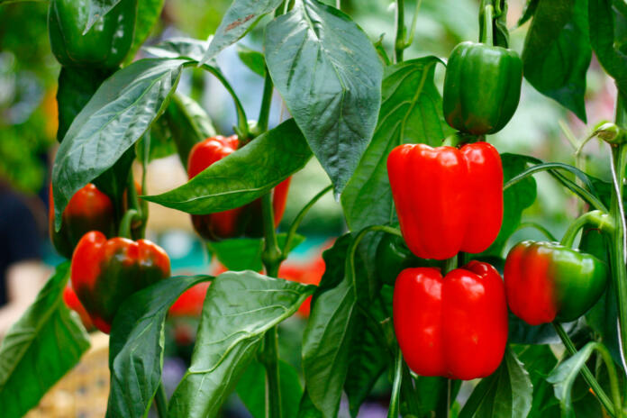 Bell peppers tree in garden. There are red and green bell pepper on the tree with green leaves.