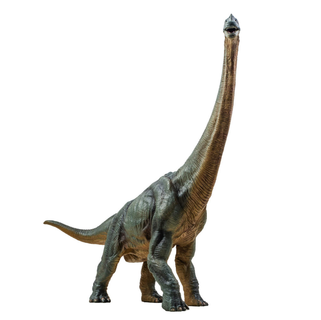 Brachiosaurus ,dinosaur on white background Clipping path