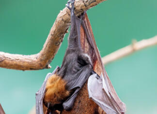 Zakaj toliko smrtonosnih virusov izvira iz netopirjev Close up of a female Indian flying fox with pup (Pteropus medius)