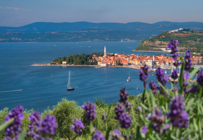 CLOSE UP: Picturesque vista of a coastal town in Slovenia and the adjacent landscape covered in Mediterranean vegetation from a blooming lavender field. Idyllic shot of the town of Izola in summer.
