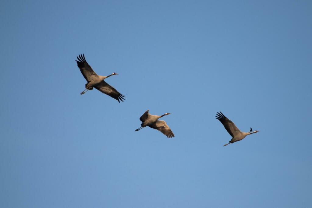 Tri velike ptice letijo na nebu