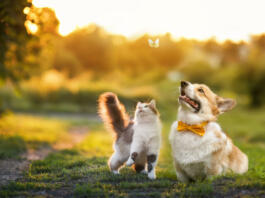 cute fluffy friends a cat and a dog catch a flying butterfly in a sunny summer garden