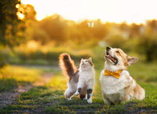 KVIZ: Kateri hišni ljubljenček je idealen zate? cute fluffy friends a cat and a dog catch a flying butterfly in a sunny summer garden