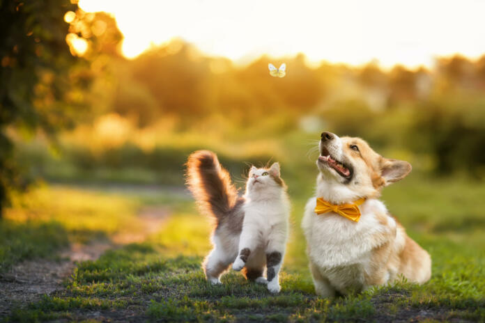 cute fluffy friends a cat and a dog catch a flying butterfly in a sunny summer garden