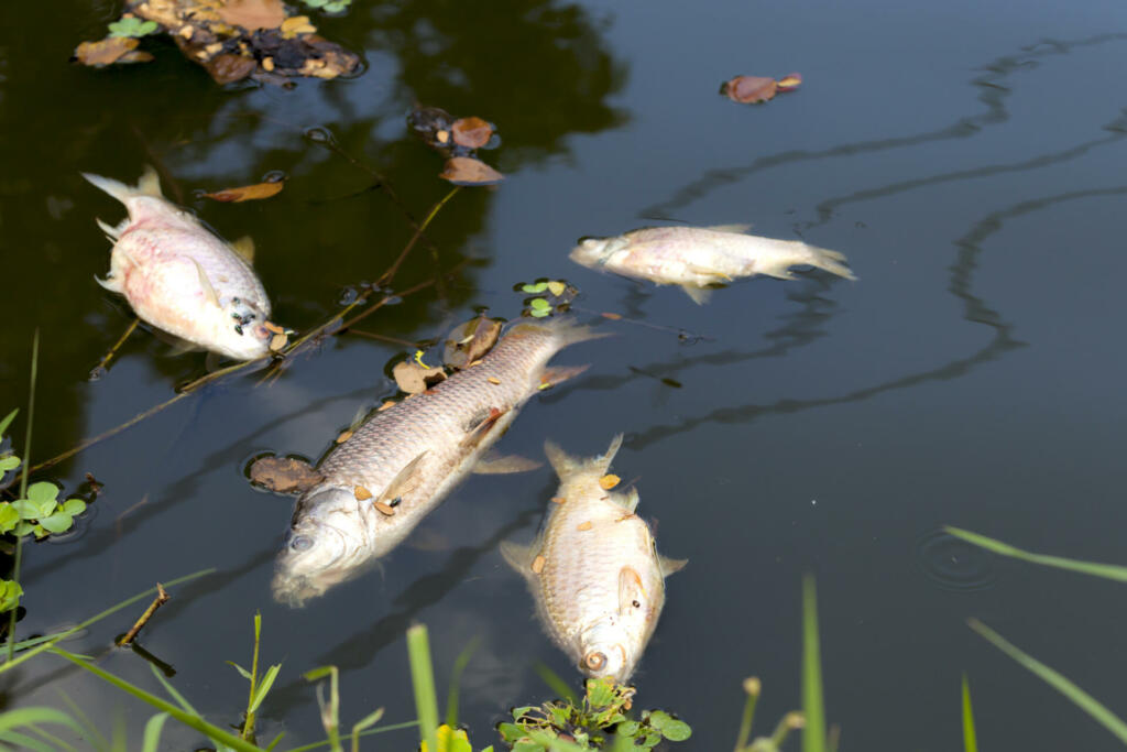 dead fish floated in the river, water resource, water pollution