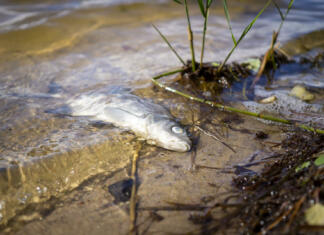 Več množičnih izumrtij zaradi klimatskih sprememb Dead fish lying beached on its side on the sand in the shallow shallows with rippling water and debris on the shore