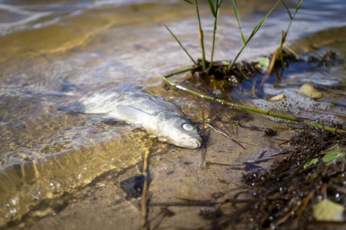 Dead fish lying beached on its side on the sand in the shallow shallows with rippling water and debris on the shore