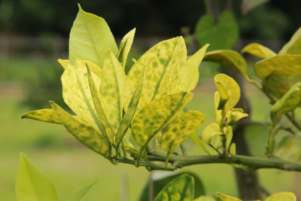 Detail of an orange citrus trees orchard showing blotchy mottle in an asymmetrical yellowing pattern, heavily infected with huanglongbing HLB or yellow dragon citrus greening caused by bacterial deadly disease Candidatus liberibacter