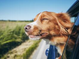 Dog travel by car. Nova Scotia Duck Tolling Retriever enjoying road trip.