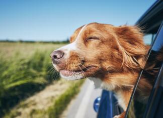Odpleši zadnje dneve poletja in ga pošteno zažuraj Dog travel by car. Nova Scotia Duck Tolling Retriever enjoying road trip.
