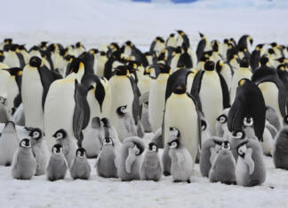 Znanstveniki pod vplivom smejalnega plina iz pingvinjih iztrebkov Emperor Penguins with chick Snow Hill in Antarctica