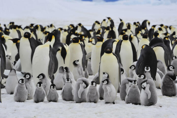 Emperor Penguins with chick Snow Hill  in Antarctica