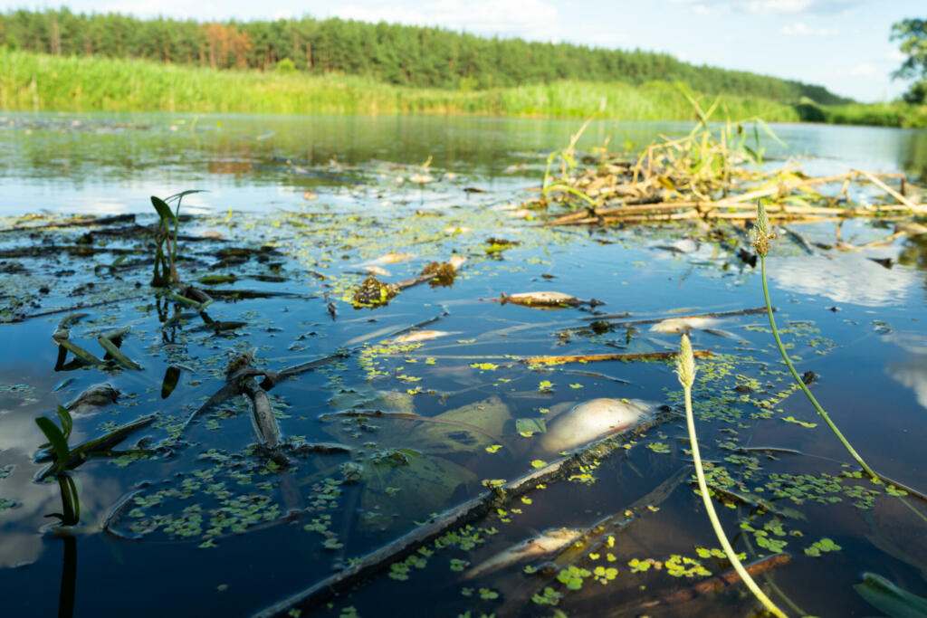 Environmental disaster on the river. Mass death of fish. Copy paste