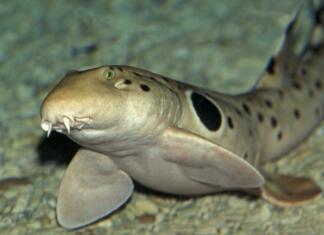 Znanstveniki odkrili morske pse, ki hodijo Epaulette Shark, hemiscyllium ocellatum