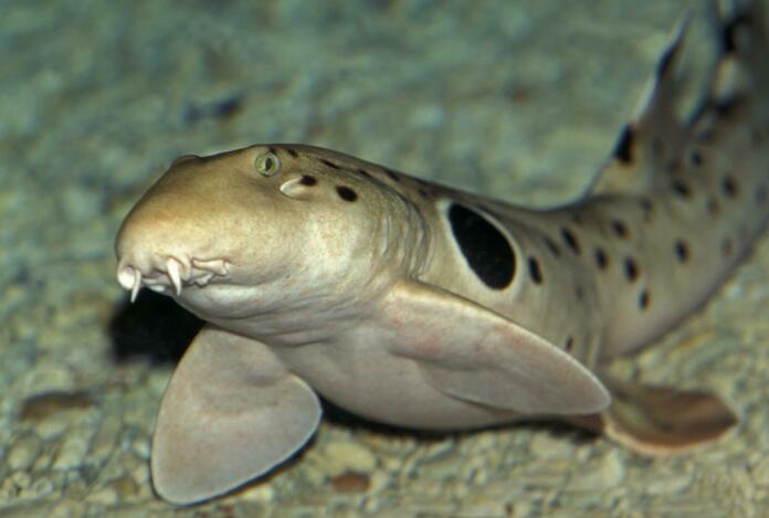 Epaulette Shark, hemiscyllium ocellatum