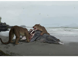 Najden veliki plenilec iz Pirenejev, medvedji pes Tartarocyon Medvedji pes Tartarocyon najden v francoskem deli Pirenejev