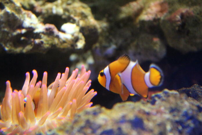 Finding Nemo :)