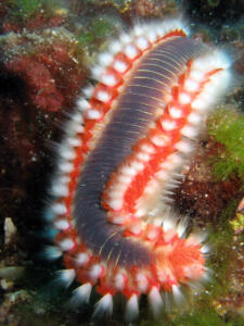 Fire Worm Hermodice carunculata in natural habitat off the coast of Croatia, Adriatic sea, Mediterranean with spikes extended