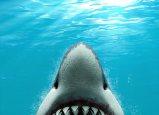 Najhujši napadi morskih psov v zgodovini Great White Shark (Carcharodon carcharias) attacking with its mouth open and large teeth, rising fast to the surface, 3d render.